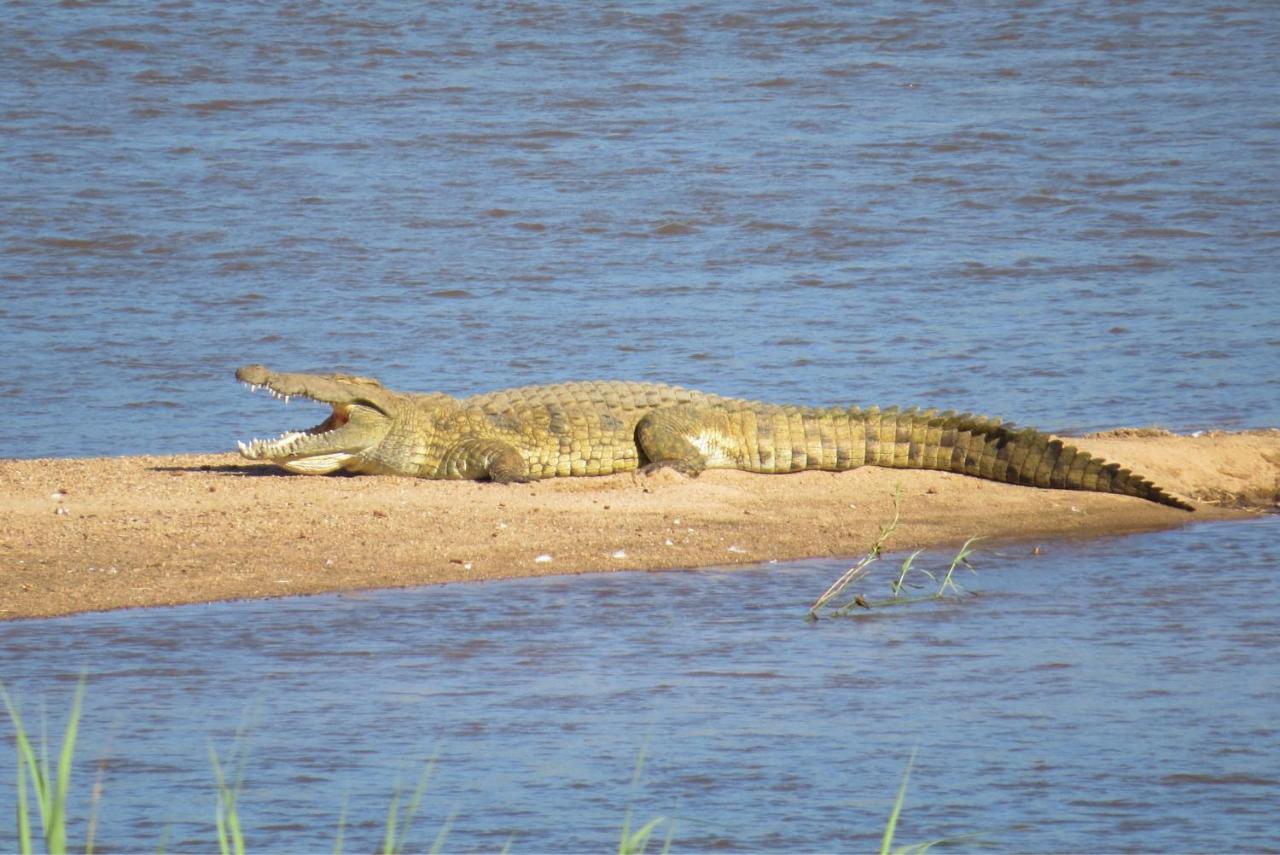 Crocodile Bridge Safari Lodge Komatipoort Eksteriør billede
